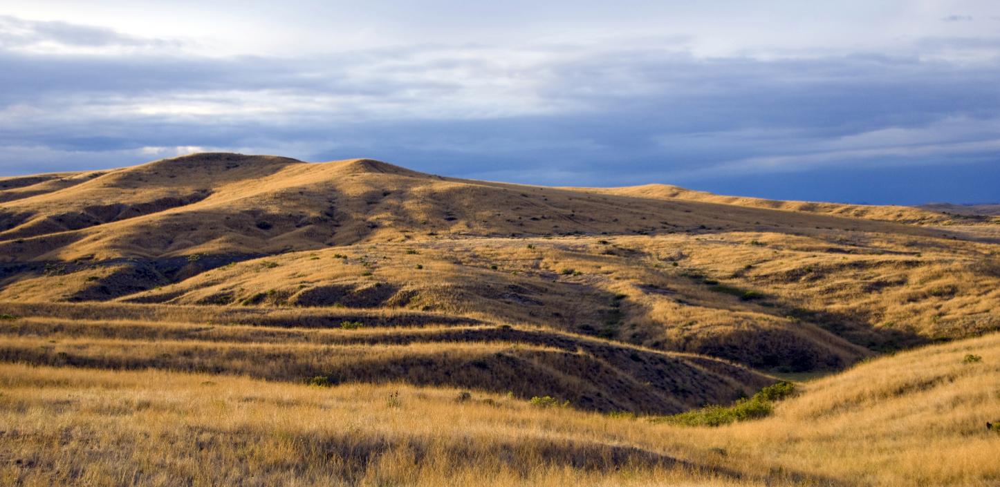 Grassland Habitat